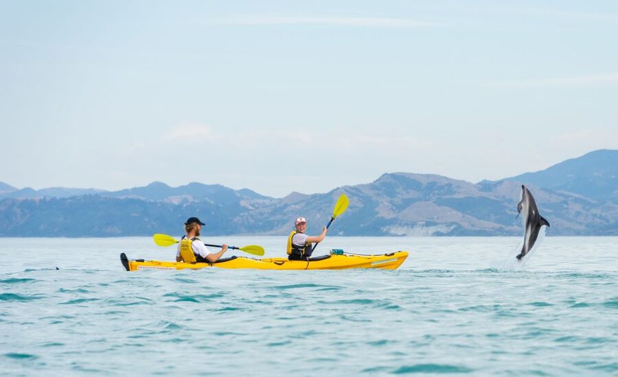 Kaikoura: Half-Day Wildlife Kayaking Tour - How difficult is the paddling?