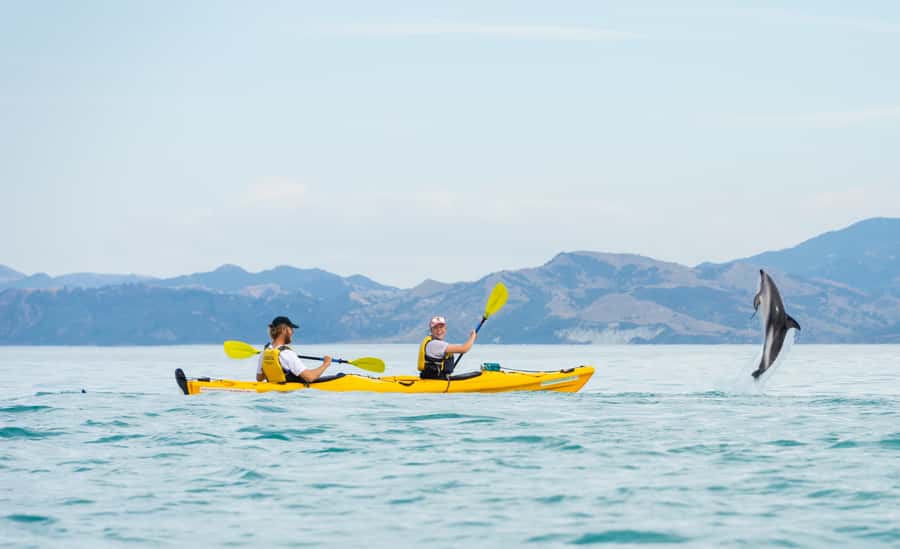 Kaikoura: Half-Day Wildlife Kayaking Tour - Who will enjoy this Kaikoura outing?
