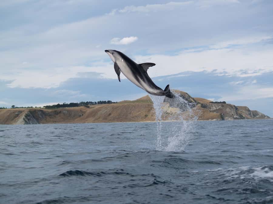 Kaikoura: Half-Day Wildlife Kayaking Tour - Practical preparation for a better morning
