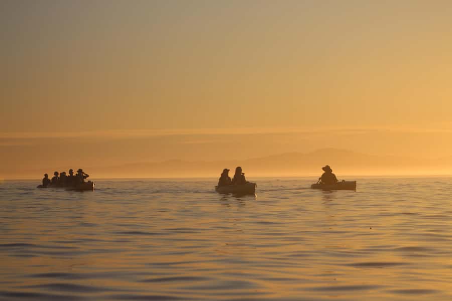 Kaikōura: Kayak Sunset Tour with Seal Sightings - Key points to know before booking