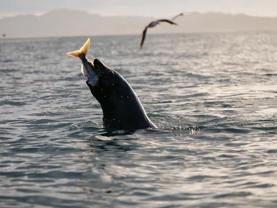 Kaikōura: Kayak Sunset Tour with Seal Sightings - Starting at 18 Beach Road