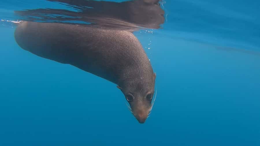 Kaikōura: Kayak Sunset Tour with Seal Sightings - Watching kekeno without a noisy paddle