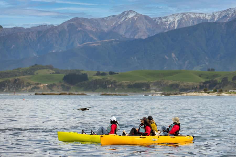 Kaikoura: Private Guided Kayak Tour with Seals - Key points to know before you book