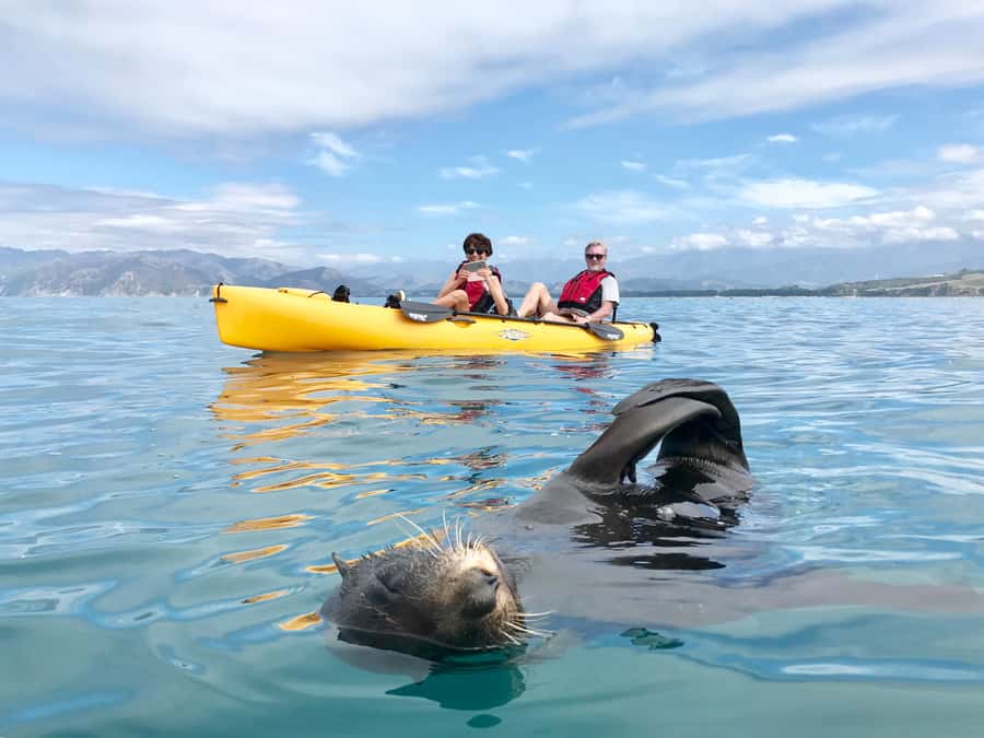 Kaikoura: Private Guided Kayak Tour with Seals - Two hours along the Kaikoura coast
