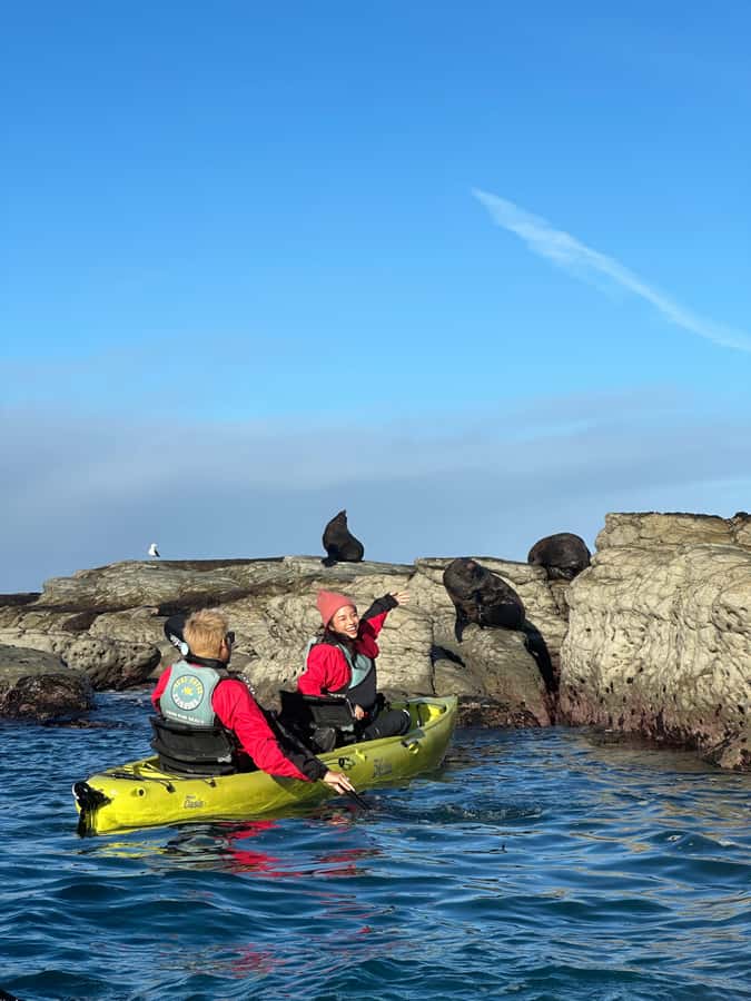 Kaikoura: Private Guided Kayak Tour with Seals - The value of a private guide