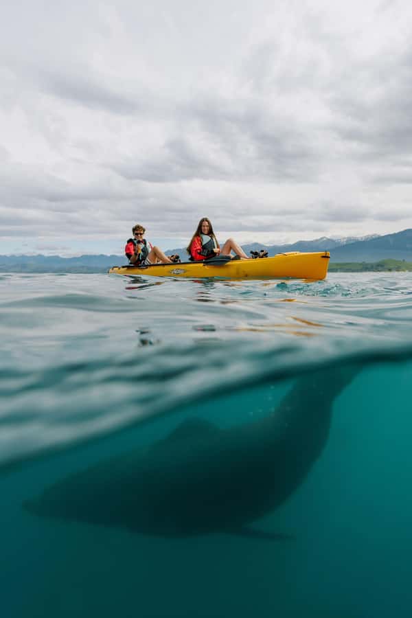 Kaikoura: Private Guided Kayak Tour with Seals - Local stories beyond the wildlife