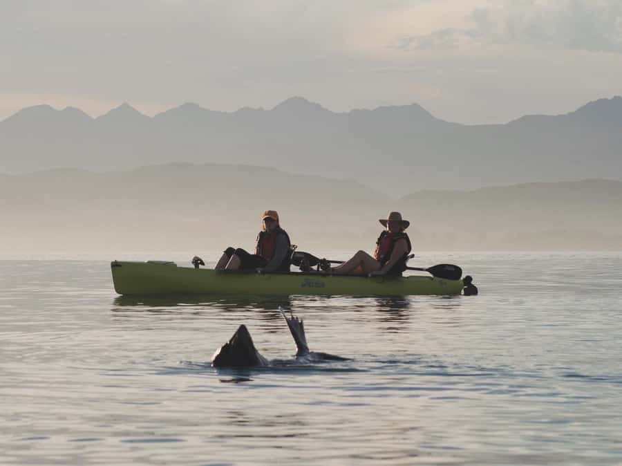 Kaikoura: Private Guided Kayak Tour with Seals - From Kaikoura town to the beach in five minutes