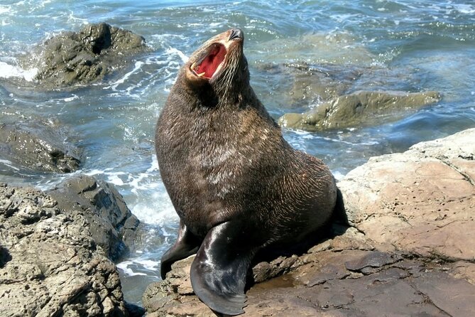 Kaikoura Private Whale Watching Day Trip from Christchurch - The Kahutara River Walk and quieter scenery