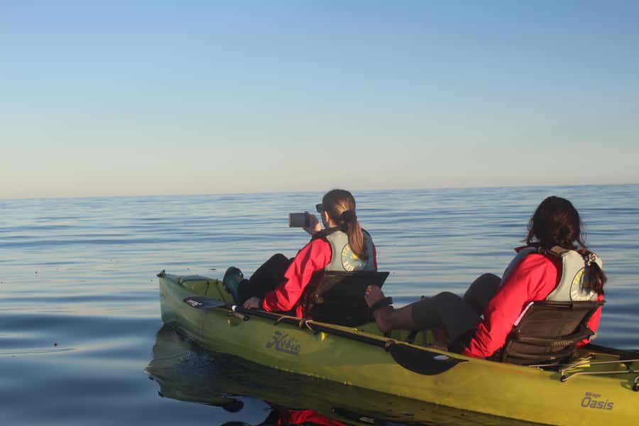 Kaikoura: Seal-Watching Pedal Kayak Tour - How this compares with a standard kayak trip
