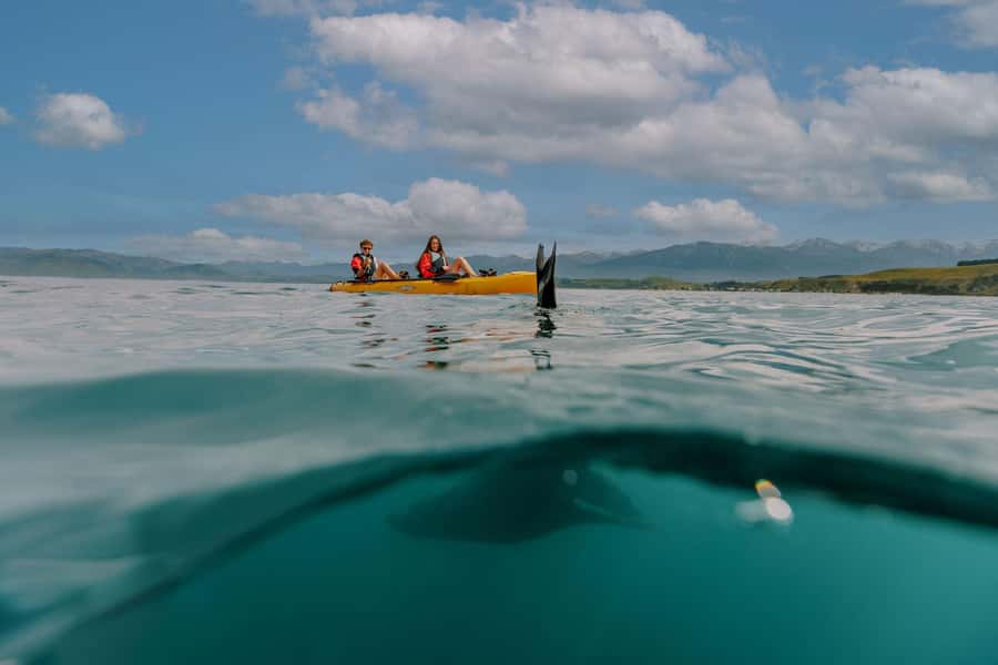 Kaikoura: Seal-Watching Pedal Kayak Tour - Starting at 18 Beach Road in central Kaikoura