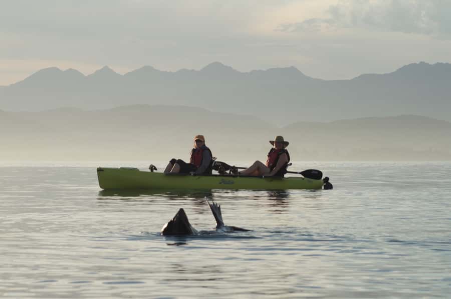 Kaikoura: Seal-Watching Pedal Kayak Tour - Two hours among seals and rocky outcrops