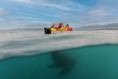Seal-Watching Pedal Kayak Tour