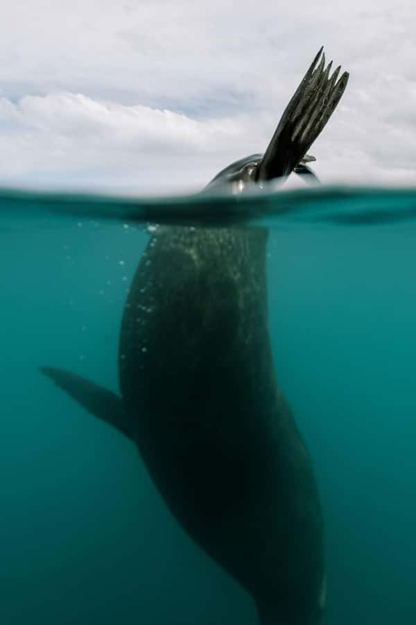 Kaikoura: Seal-Watching Pedal Kayak Tour - Penguins, albatrosses, dolphins, and the occasional surprise