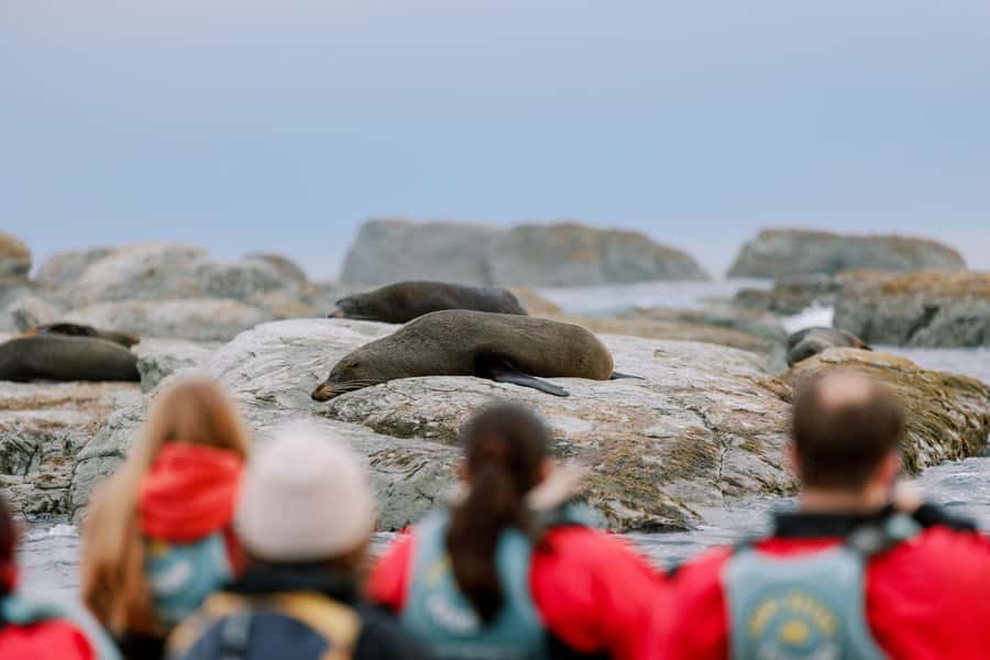 Kaikoura: Seal-Watching Pedal Kayak Tour - The views are part of the value