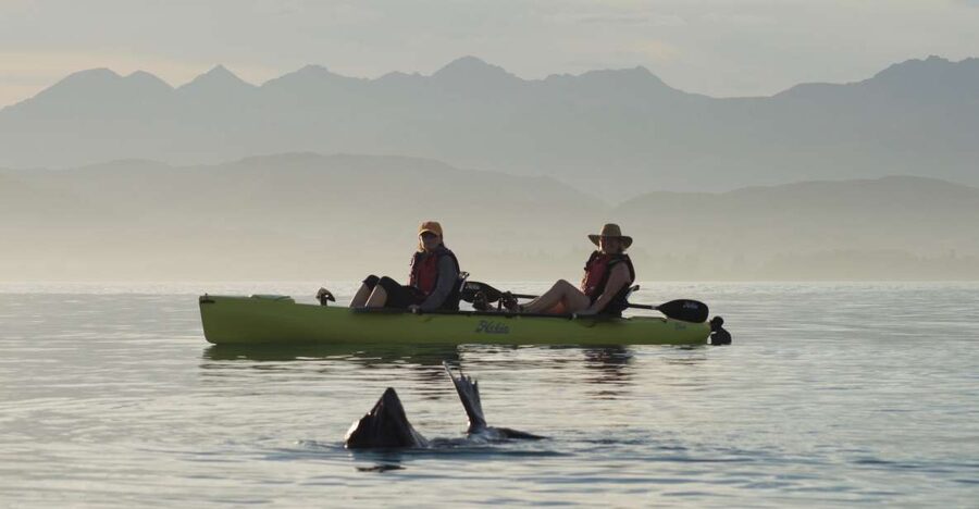 Kaikoura: Seal-Watching Pedal Kayak Tour - Why the pedal kayak works for families and first-timers