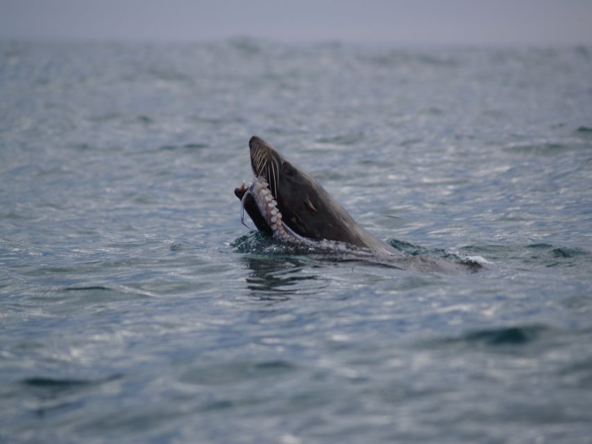 Kaikoura: Sunset Evening Kayaking Tour - Is $95 good value?