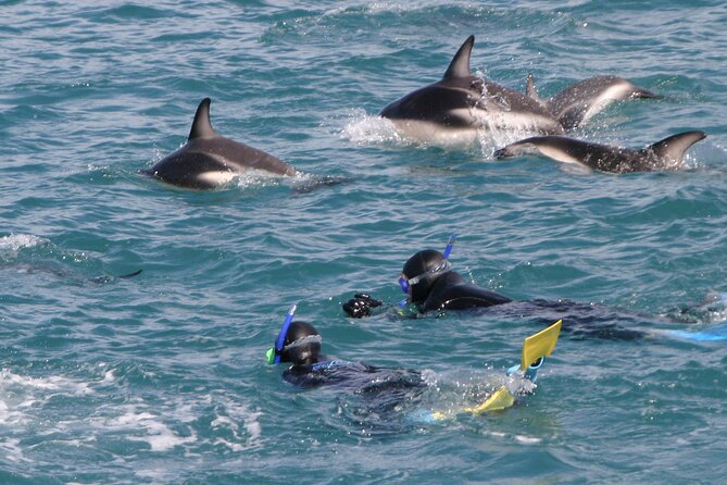 Kaikoura Whale and Dolphin Overnight Tour from Christchurch - Key points before you book