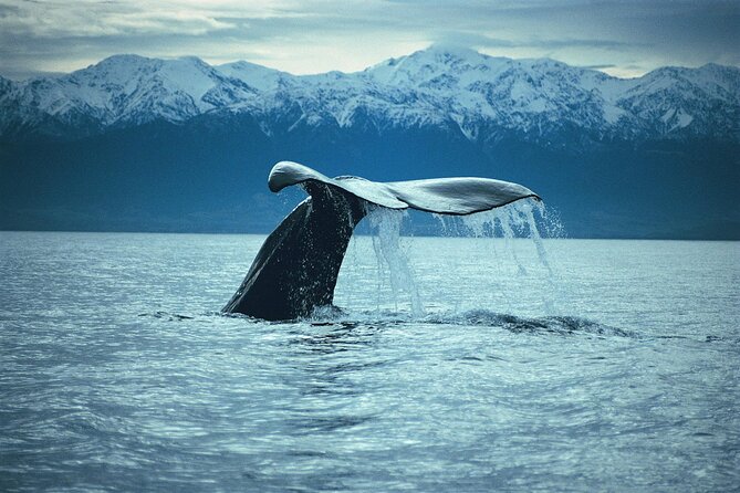 Kaikoura Whale and Dolphin Overnight Tour from Christchurch - Is $462.33 good value?
