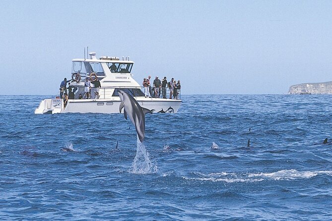 Kaikoura Whale and Dolphin Overnight Tour from Christchurch - The first marine highlight: whale watching by boat