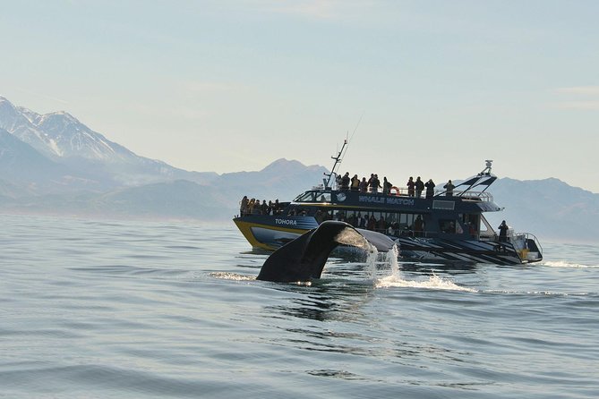 Kaikoura Whale Watch Day Tour from Christchurch - Why Kaikoura is one of New Zealand’s best whale-watching areas