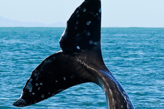 Kaikoura Whale Watch Day Tour from Christchurch - Rough water, seasickness, and backup plans