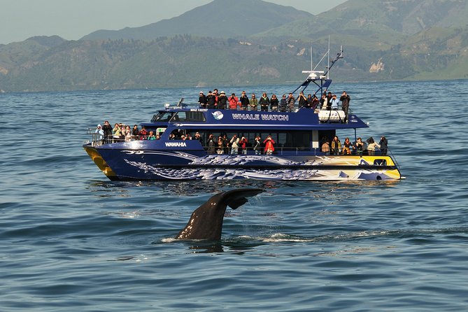 Kaikoura Whale Watch Day Tour from Christchurch - Lunch, town time, and the Why Not Cafe stop