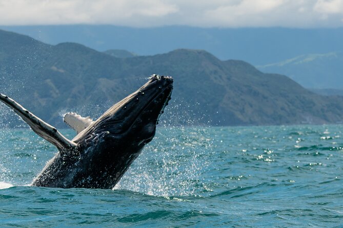 Kaikoura Whale Watch Tour from Christchurch - Small Group - Leaving Christchurch at 7:30 am