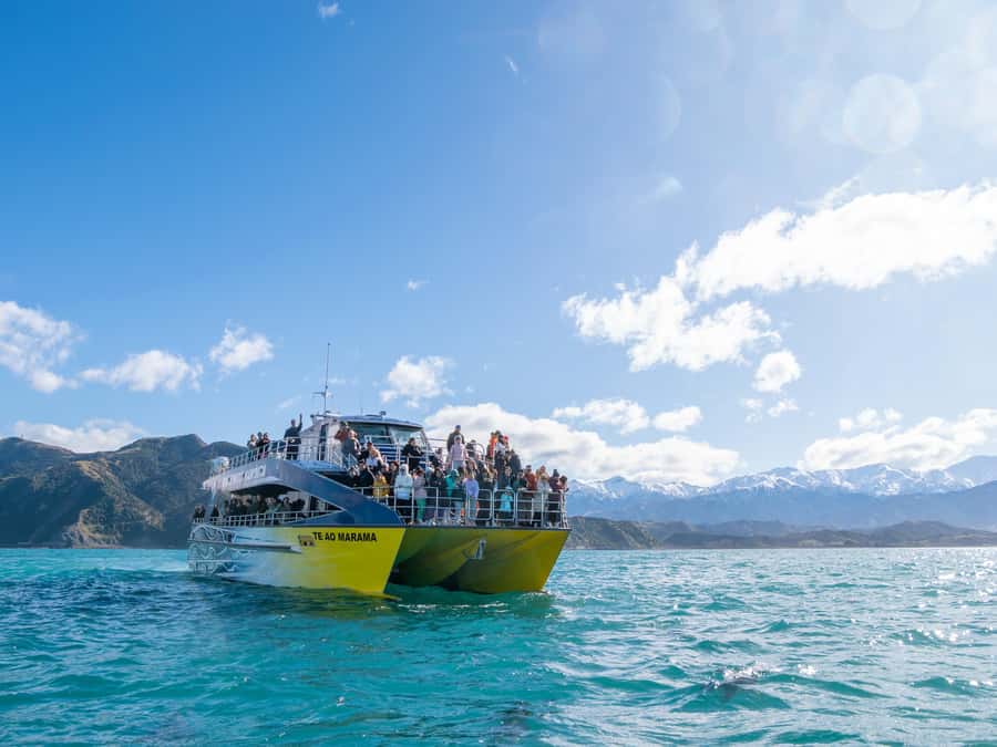 Kaikoura: Whale Watching Cruise - Key points to know before you go