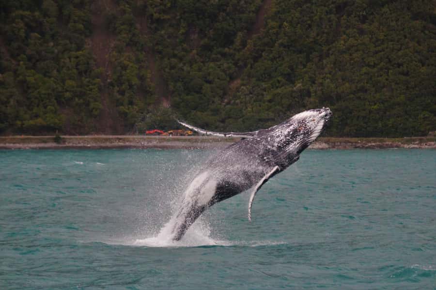 Kaikoura: Whale Watching Cruise - Why Kaikoura is such a good place for whales
