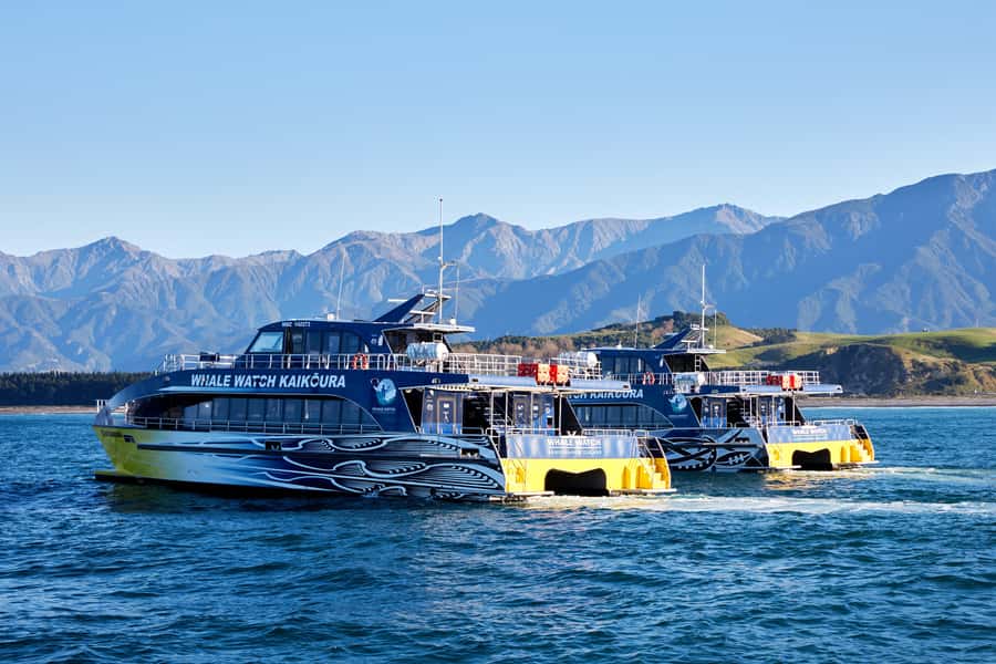 Kaikoura: Whale Watching Cruise - Finding the sperm whale