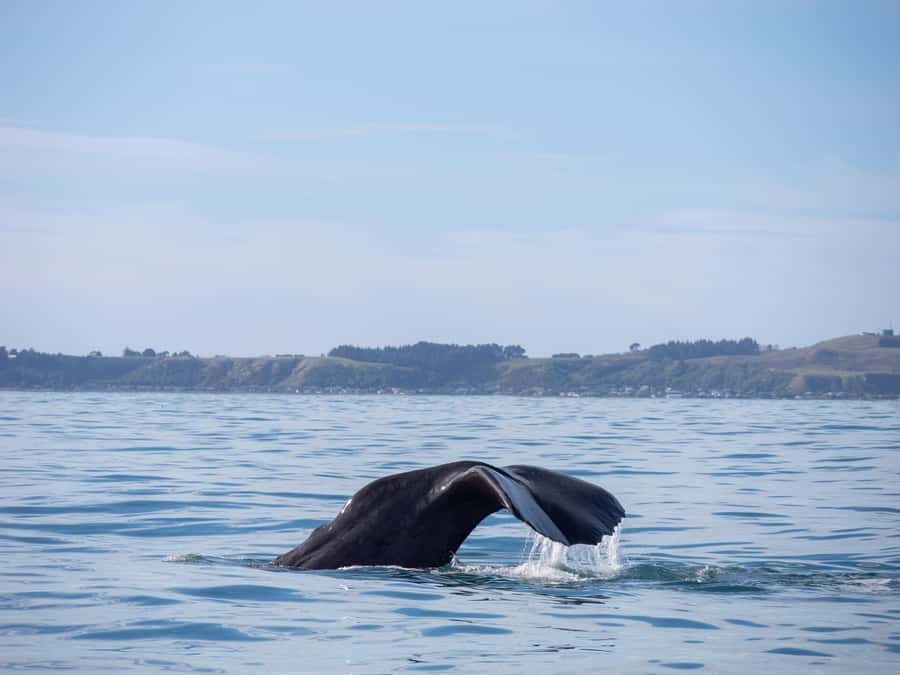 Kaikoura: Whale Watching Cruise - Dolphins, orcas, and the bonus sightings