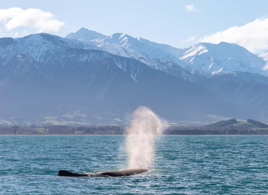 Kaikoura: Whale Watching Cruise - Commentary, Māori knowledge, and marine science