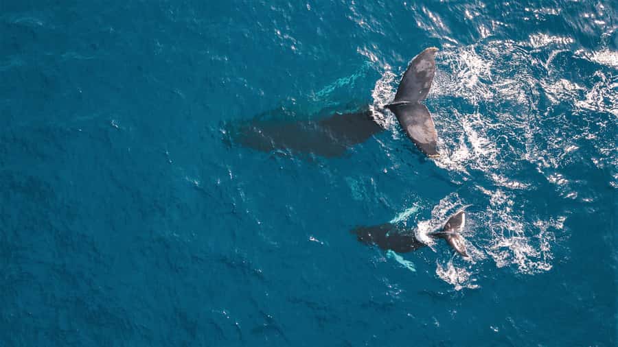 Kaikoura: Whale Watching Flight with Commentary - Why Kaikoura is such a good place to look down
