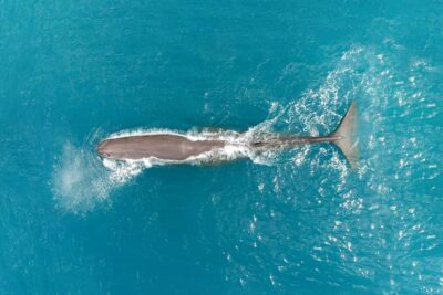 Whale Watching Flight with Commentary