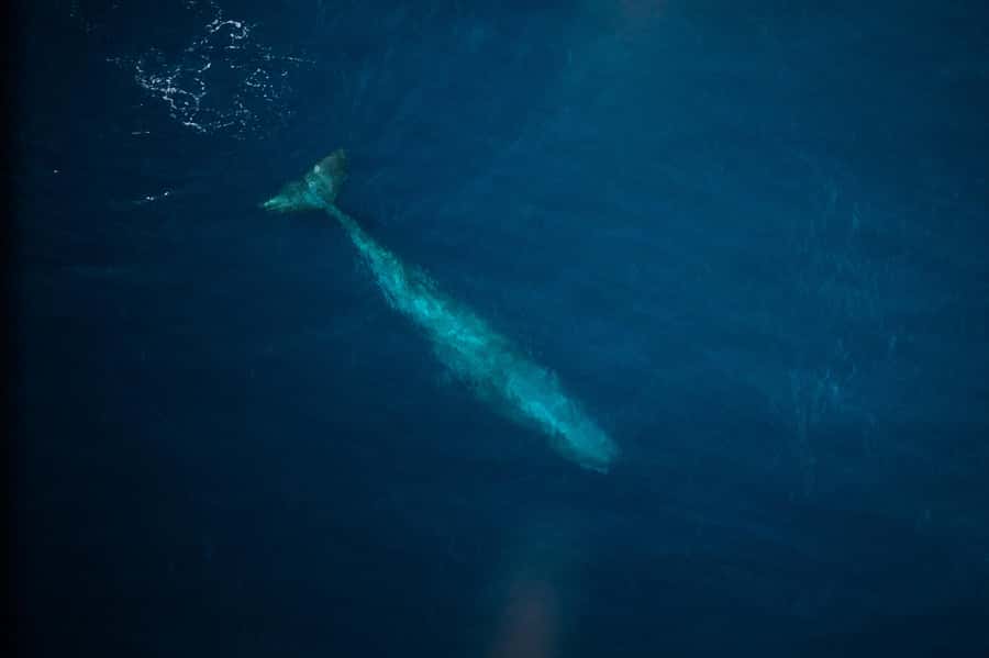 Kaikoura: Whale Watching Flight with Commentary - Landing and the 10-minute photo stop