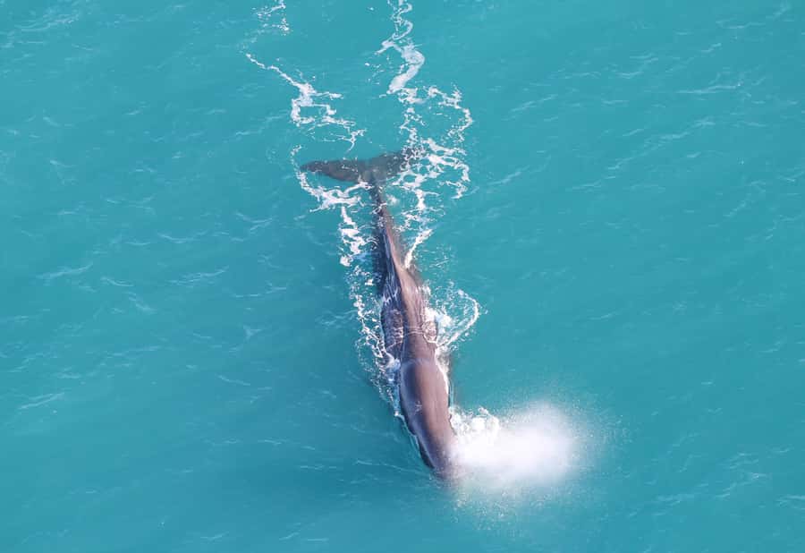 Kaikoura: Whale Watching Flight with Guided Commentary - Key points to know before booking
