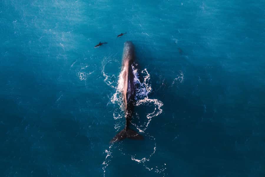 Kaikoura: Whale Watching Flight with Guided Commentary - The pre-flight talk makes the sighting matter more