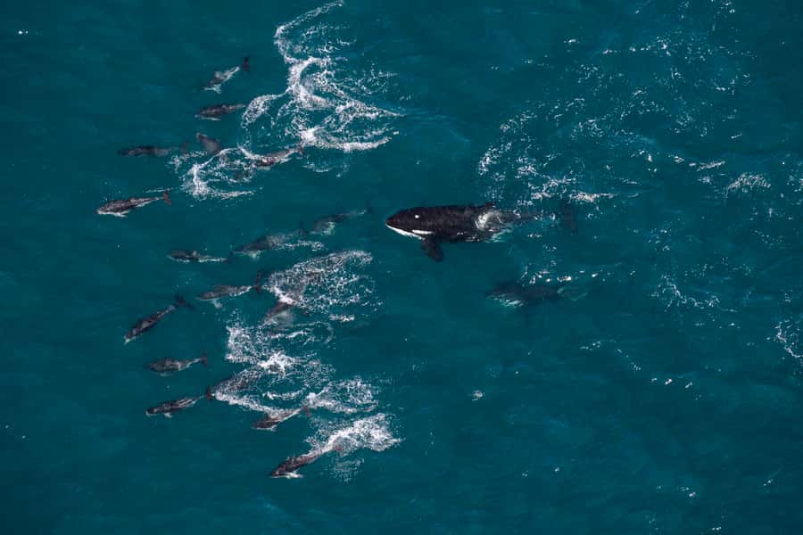 Kaikoura: Whale Watching Flight with Guided Commentary - Who will enjoy this most?