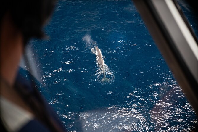 Kaikōura Whale Watching Scenic Flight (40 Minutes) - Key points at a glance