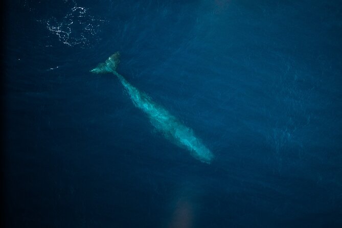 Kaikōura Whale Watching Scenic Flight (40 Minutes) - Searching the water for sperm whales