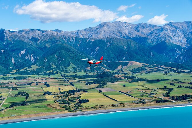 Kaikōura Whale Watching Scenic Flight (40 Minutes) - Dolphins, orcas, and the bonus wildlife