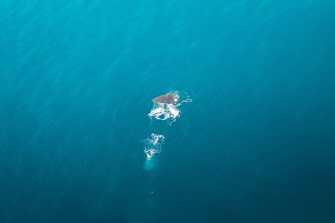 Kaikōura Whale Watching Scenic Flight (40 Minutes) - The mountains complete the experience