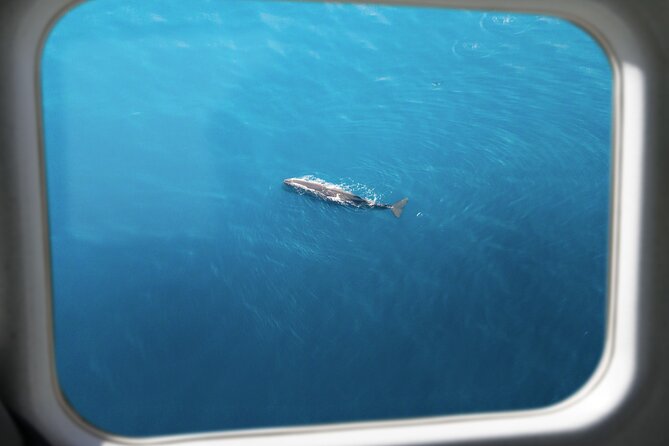 Kaikōura Whale Watching Scenic Flight (40 Minutes) - Wildlife luck and weather delays