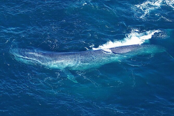 Kaikoura Whales - Key points to know before booking