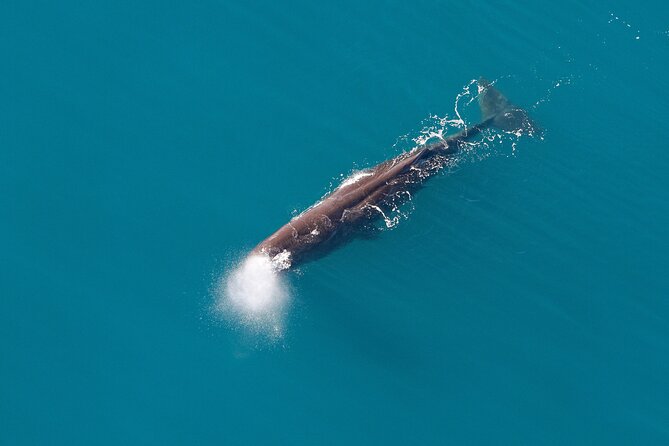 Kaikoura Whales - The northbound flight over Canterbury