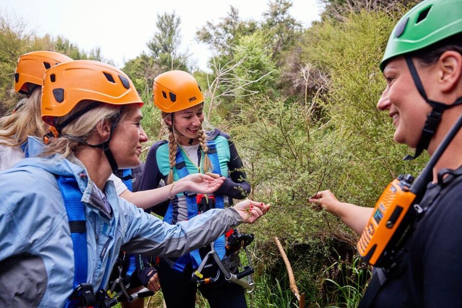 Kaikōura: Zipline and Native Forest Adventure Trip - A family outing with useful age and fitness notes