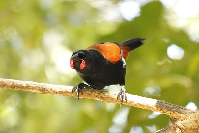Kapiti Island Classic Guided Day Tour - What the private setup really gives you