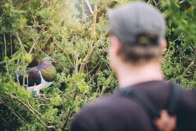 Kapiti Island Classic Guided Day Tour - Practical details that can make or break the day