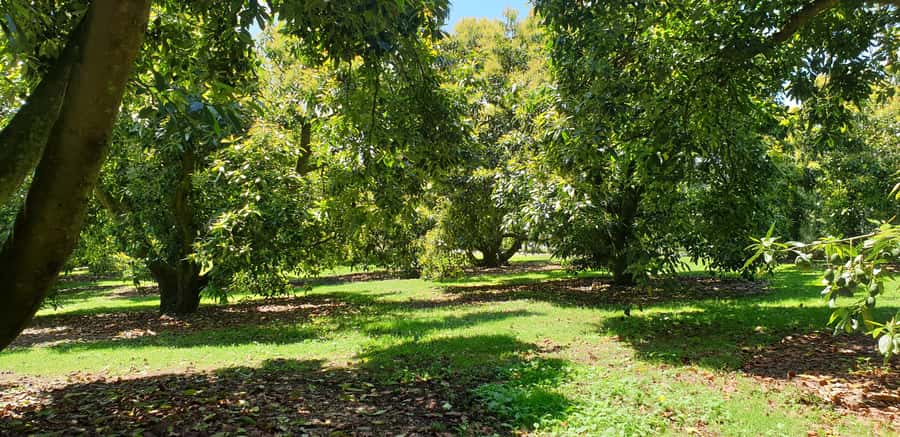 Katikati: Guided Avocado Adventures with Tasty Treats - Arriving at 9 Walker Road East