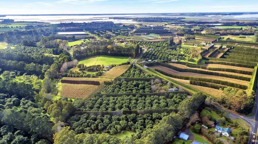 Katikati: Guided Gourmet Avocado Tour - Why this short orchard tour is worth your time